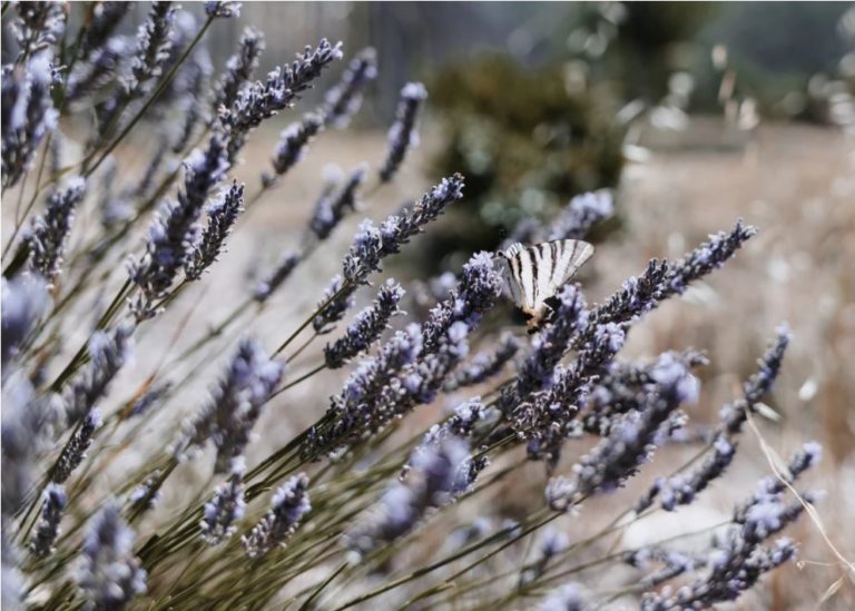 lavande mariage provence