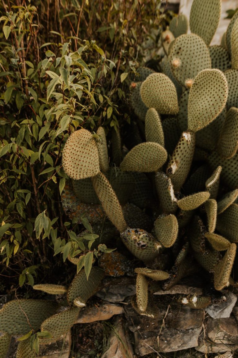 cactus les nuits du taris