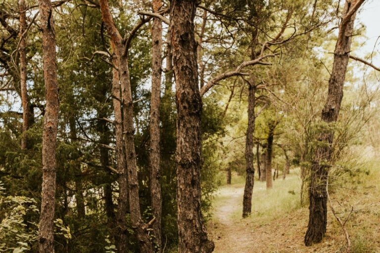 activites drome provencale nuits du taris sandra lacroix 01
