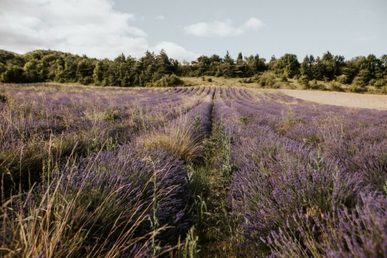 activites drome provencale nuits du taris sandra lacroix 02